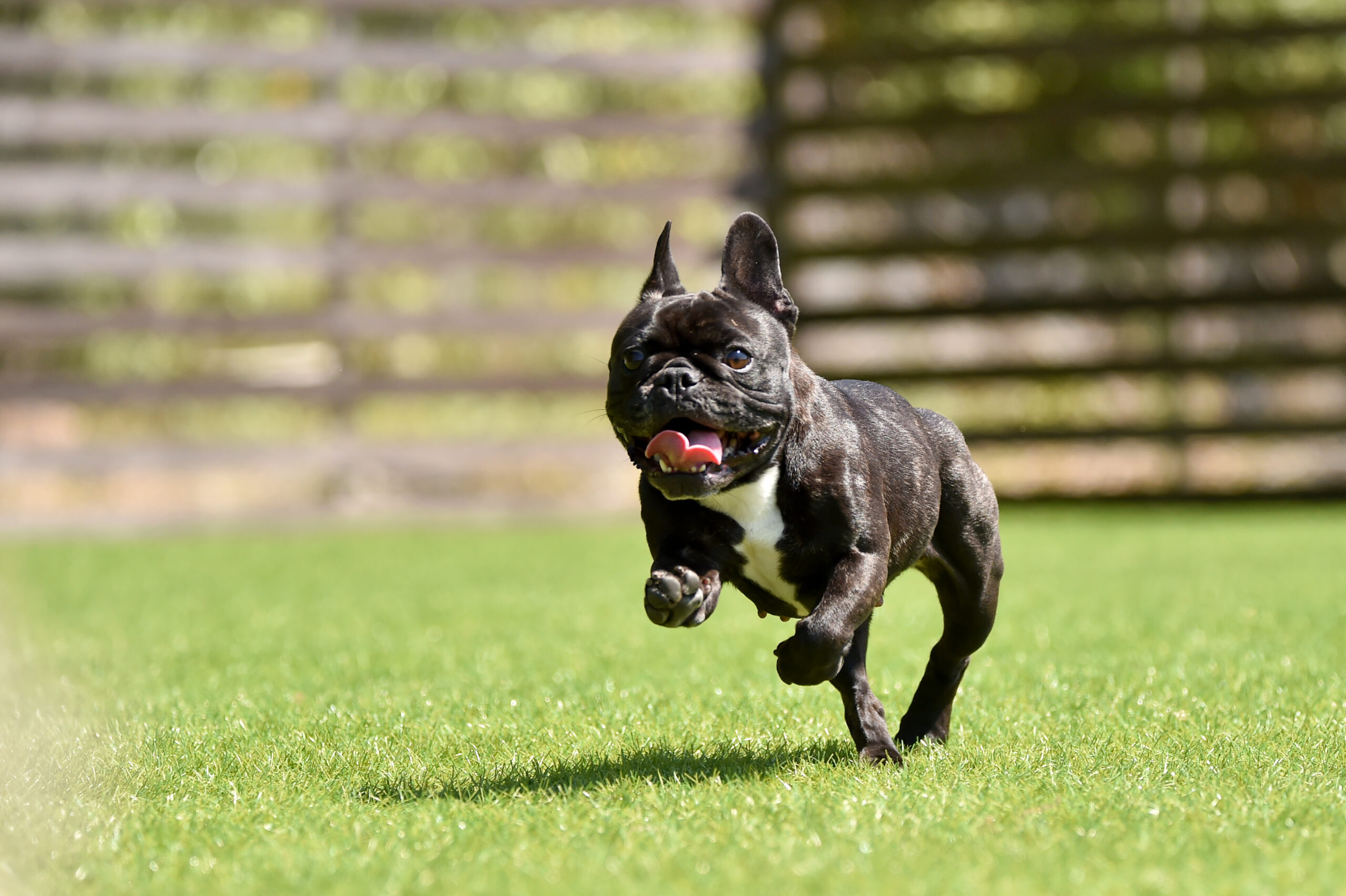 Pet Turf for Dogs